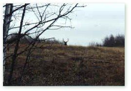 The bull elk is responding to Rons cow call!  Click on image for full size view.